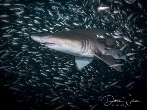 This is a lovely female sand tiger shark inside the bigge... by Debbie Wallace 